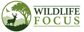 Wildlife Focus
