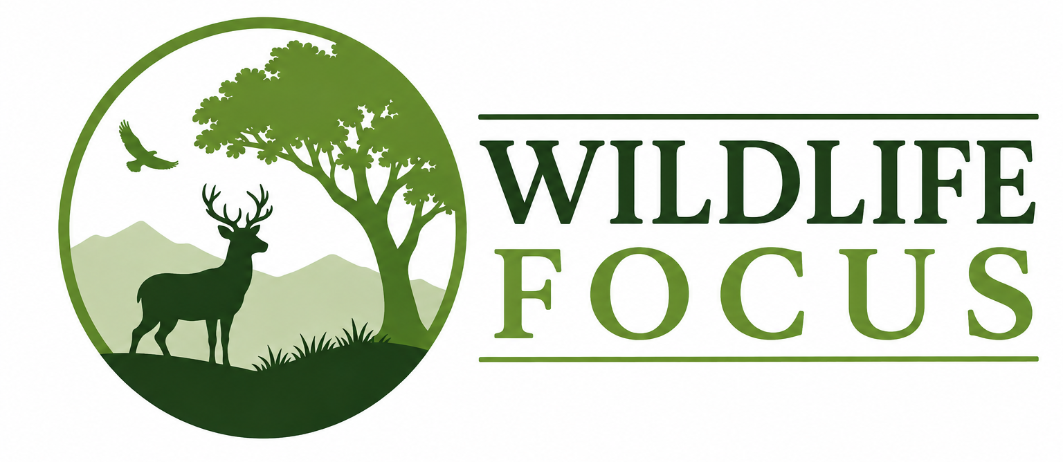 Wildlife Focus